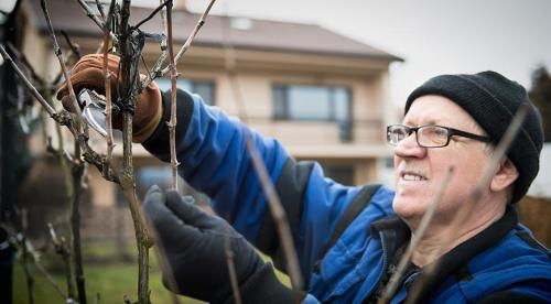 Подготовка виноградной лозы к зиме в подмосковье. Как правильно подготовить к зиме молодые кусты 02 Подготовка виноградной лозы к зиме в подмосковье. Как правильно подготовить к зиме молодые кусты 02