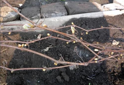 Влагозарядный полив винограда. Когда поливать виноград: о тветы на часто задаваемые вопросы по поливу