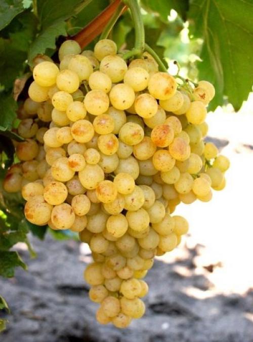 Уход за виноградом осенью на Урале. Уход и выращивание 05