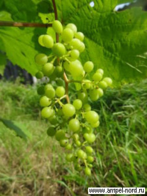 Когда поливать осенью виноград. подзимний полив винограда