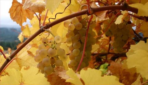 Обработка винограда осенью. Осенние процедуры по уходу за виноградом