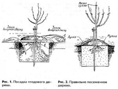 Яблоня посадка и уход в Подмосковье. Технология 03