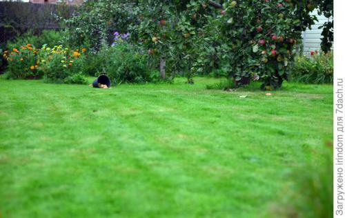Обрезка 5 летней яблони. Обрезка яблони