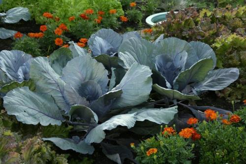 Как избавиться от гусениц народными средствами. Народные средства борьбы