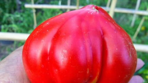 Семена помидор для теплиц. Урал, или время выращивать помидоры