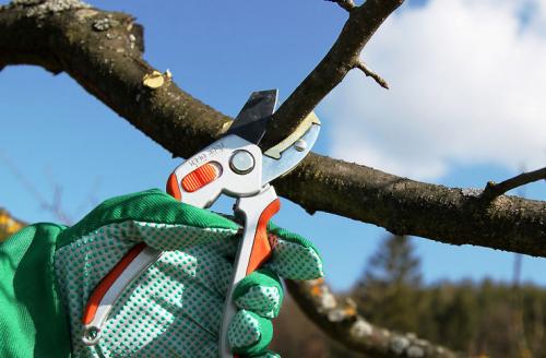 Уход за грушей осенью подготовка к зиме. Уход за грушей осенью и подготовка к зиме