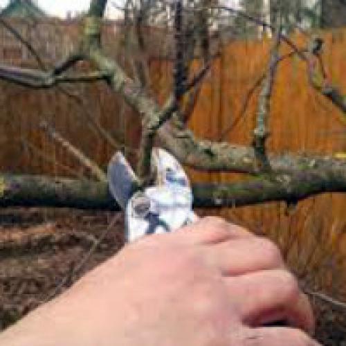 Обрезка груши осенью. Правильная обрезка груши