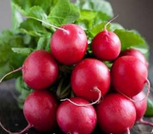 Посадка редиса в августе в теплице и открытый грунт
