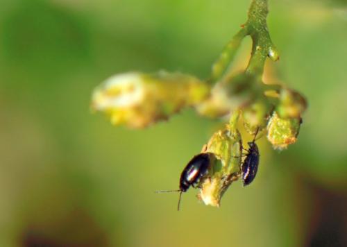 Нашатырный спирт от крестоцветной блошки. 5 НАРОДНЫХ СРЕДСТВ ОТ КРЕСТОЦВЕТНОЙ БЛОШКИ,