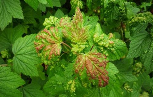 На смородине красные листья, как бороться. Причины появления 01