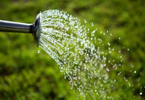 Обрезка винограда осенью на Урале. Посадка винограда на Урале 05