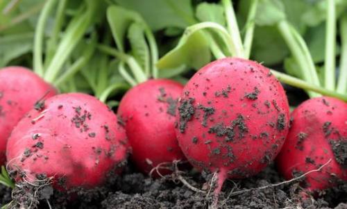 Выращивание редиса в неотапливаемой теплице. Как добиться быстрого урожая редиса в теплице без отопления?