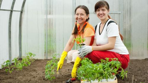 Семена помидор для теплиц. Урал, или время выращивать помидоры