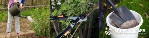 Чем удобрять смородину после сбора урожая. Для чего нужно смородине осеннее удобрение 08