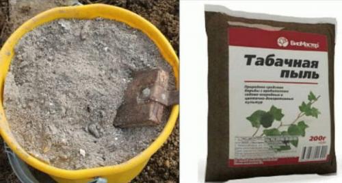 Как бороться с крестоцветной блошкой на капусте. Крестоцветная блошка на капусте –, как бороться с помощью химических и народных средств 08