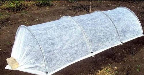 Как бороться с крестоцветной блошкой на капусте. Крестоцветная блошка на капусте –, как бороться с помощью химических и народных средств 09