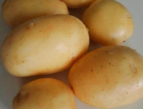 Сорта картофеля в украине. Сорта картофеля для Юга Украины: фото и описание