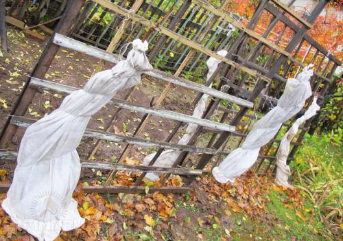 Подготовка виноградной лозы к зиме в подмосковье. Как правильно подготовить к зиме молодые кусты 13 Подготовка виноградной лозы к зиме в подмосковье. Как правильно подготовить к зиме молодые кусты 13