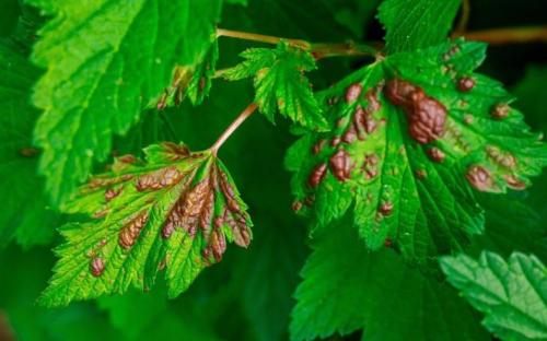 На смородине красные листья, как бороться. Причины появления 02