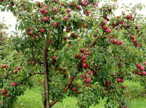 Как посадить яблоню весной. Как посадить саженец яблони весной? 01