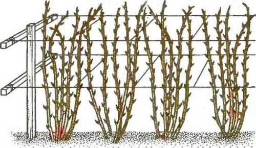 Обустройство малинника. Виды шпалер