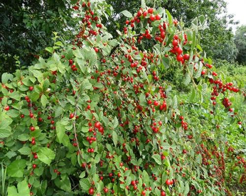 Самые лучшие сорта войлочной вишни. Популярные сорта войлочной вишни