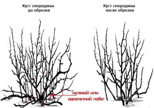 Обрезка смородины после сбора урожая