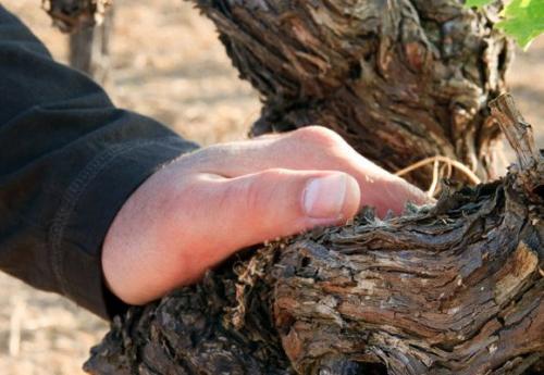 Тонкая лоза у винограда. Строение лозы