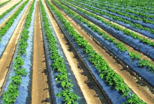 Выращивание картофеля. Выращивание раннего картофеля