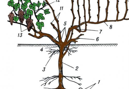 Тонкая лоза у винограда. Строение лозы