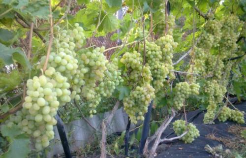 Медный купорос для винограда весной. Правила опрыскивания винограда медным купоросом