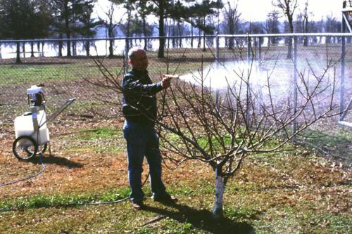 Что делать в октябре с яблонями. Уход за яблонями осенью: важные моменты 05