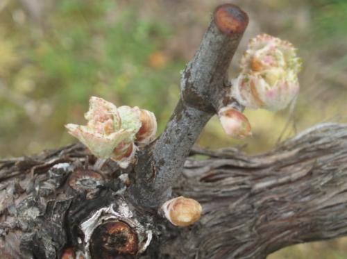 Обрезка винограда осенью на Урале. Посадка винограда на Урале 02