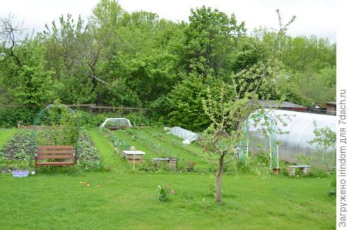 Обрезка 5 летней яблони. Обрезка яблони