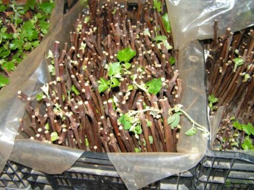 Проращивание черенков винограда. Советы по проращиванию черенков винограда в воде и кильчеванием
