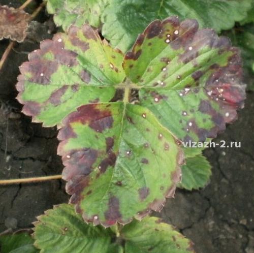 Клубника на агроволокне форум. Клубника на агроволокне: о недостатках и вреде