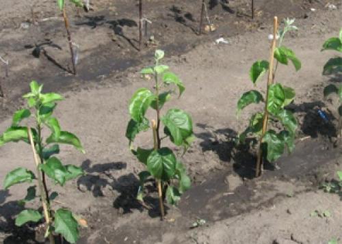 Посадка яблони весной в Сибири. Посадка яблонь весной в Сибири