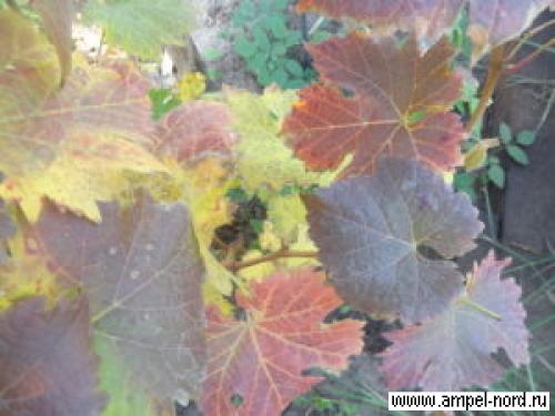 Когда поливать осенью виноград. подзимний полив винограда