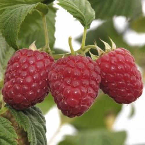 Что означает малина ремонтантная. Ремонтантная малина: что это такое и как за ней ухаживать? 04