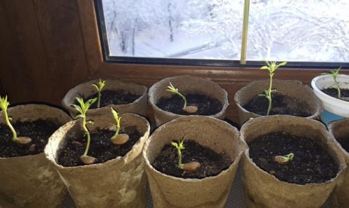 Посадка персика расстояние между деревьями. Выбираем место и определяем соседство 05