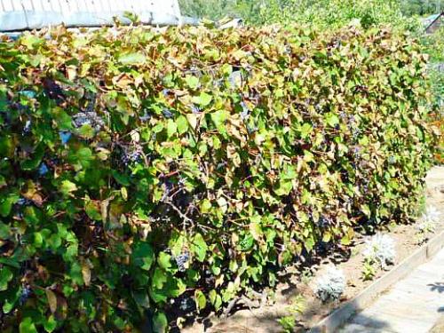 Виноград на дальнем востоке посадка уход. Навигация по записям