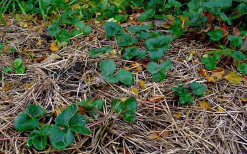 Как подготовить клубнику к следующему сезону. Подготовка клубники к зиме: как и чем укрывать