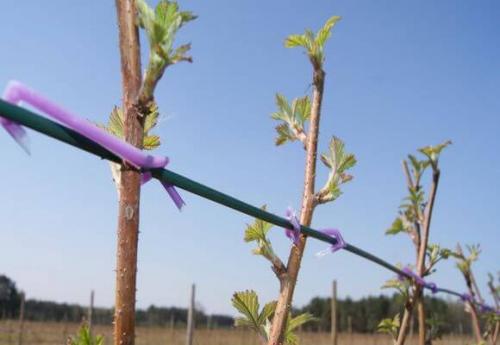 Как правильно привязать малину. Обязательно ли подвязывать малину 08 Как правильно привязать малину. Обязательно ли подвязывать малину 08