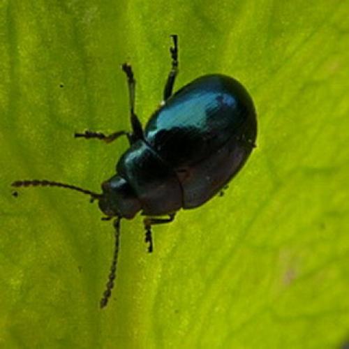 Вредители капусты и борьба с ними. Вредители капусты и как с ними бороться: защита от зеленого барида