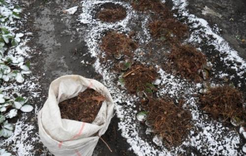 Как подготовить клубнику к следующему сезону. Подготовка клубники к зиме: как и чем укрывать