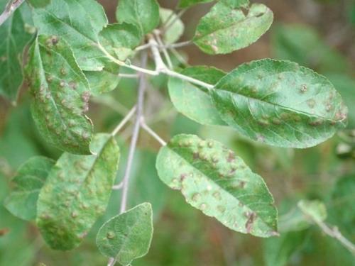 Как бороться с паршой на груше осенью. Основные признаки заражения груши 09 Как бороться с паршой на груше осенью. Основные признаки заражения груши 09