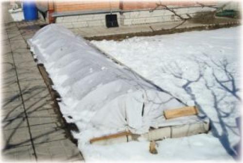 Как укрыть розы на зиму в поволжье. Как укрыть розы в Сибири на зиму – 3 лучших способа