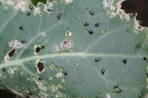 Химические методы борьбы с крестоцветной блошкой. Крестоцветная блошка: меры борьбы