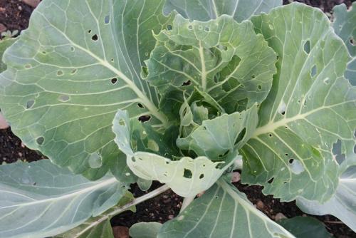 Химические методы борьбы с крестоцветной блошкой. Крестоцветная блошка: меры борьбы