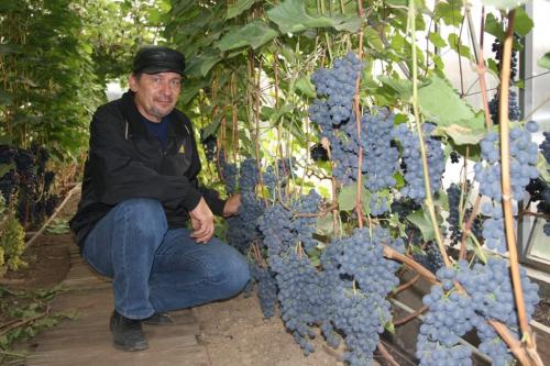 Виноград на Дальнем Востоке. Посадка винограда на Дальнем Востоке 01 Виноград на Дальнем Востоке. Посадка винограда на Дальнем Востоке 01